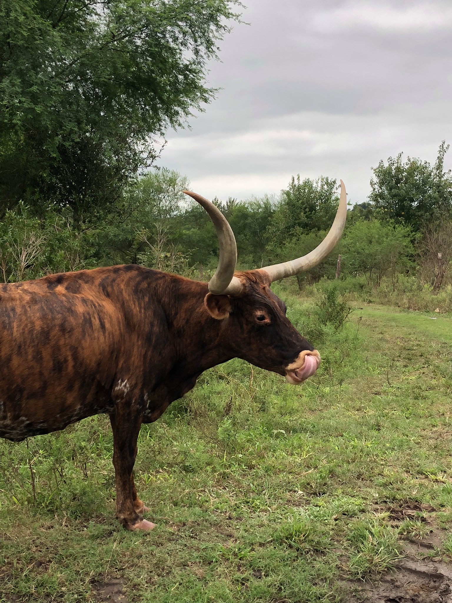 Cow on Pasture